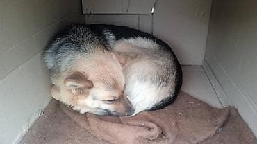 Аквариумдар: Ит бекер берилет: Овчарка, 2 айлык, Ургаачы — 3