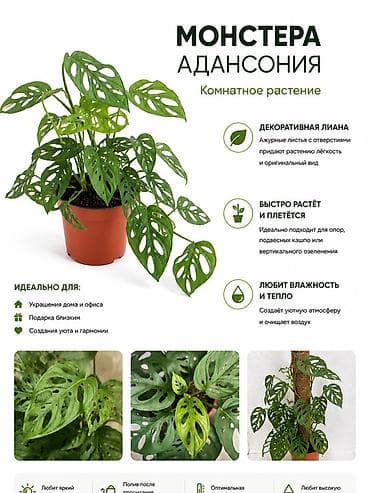 Монстера Адансония — комнатное растение - Декоративная лиана: ажурные