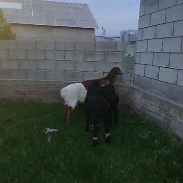 котята беловодск: Продаю | Овца (самка) | Для разведения — 6