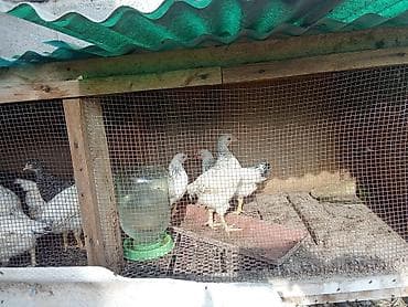 большой алабай: Продаю | Куры | Бройлерная, Бойцовая, Брама | Для разведения — 2