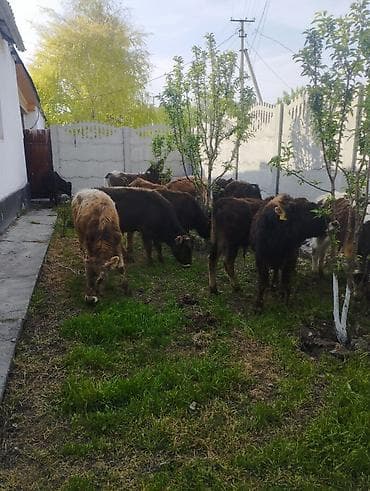 кой сойушка: Продаю | Бык (самец) | Алатауская | На откорм — 1