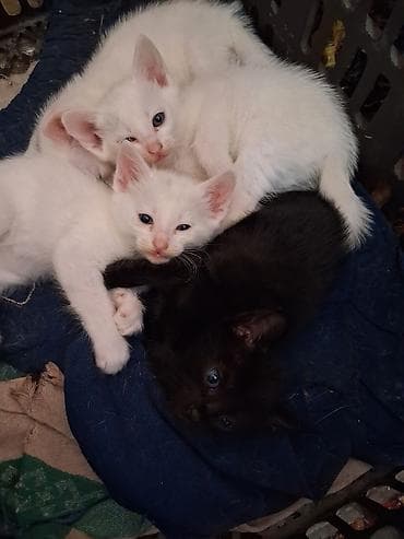 кошки шотландские: Котята1,5 мнсяцев - Окрас: белый (несколько котят) и чёрный (один — 2