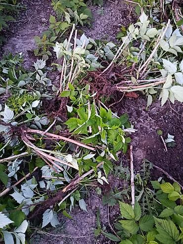 Саженцы малины (с корнями) Сорт (ПОЛЬКА) - Культура: малина садовая at lalafo.kg Саженцы малины (с корнями) Сорт (ПОЛЬКА) - Культура: малина садовая