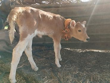 индийский бегунок купить: Продаю | Тёлка | На откорм | Привязанные — 4