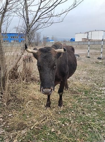 Продаю | Корова (самка) | Полукровка | Для молока | Привязанные
