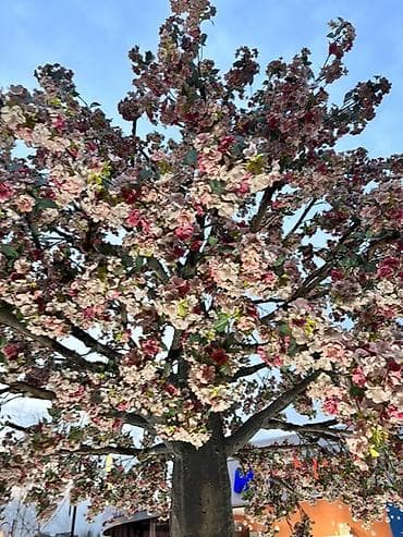 павлония дерево: Ищу работу — 1