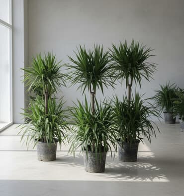 Пальмы,Драцены,Пахиры,Филодендроны,Кофейные деревья,Стрелиции, Бадьян lalafo.kg да Пальмы,Драцены,Пахиры,Филодендроны,Кофейные деревья,Стрелиции, Бадьян