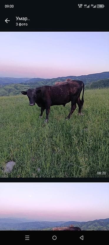 ангус цена в россии: Продаю | Бык (самец) | Ангус — 2