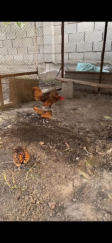 той терьер щенки: Продаю | Куры | Для разведения — 2