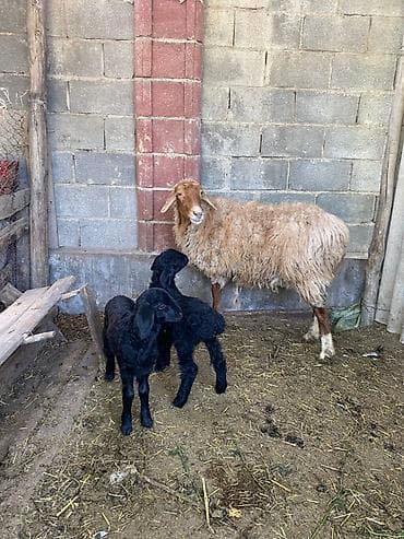 улар сатылат: Сатам | Ургаачы кой (ургаачы) | Көбөйтүү үчүн | Ургаачы — 4