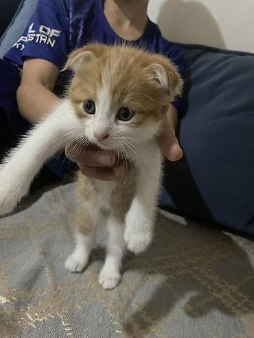 шотландская кошка цена: Здравствуйте Шотландский котёнок 1 месяц 3 недель и ровно Котёнок — 2