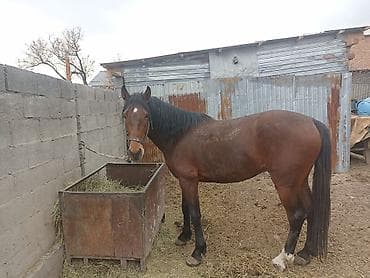 чистокровные лошади: Продаю | Конь (самец) | Рабочий | Племенные — 4