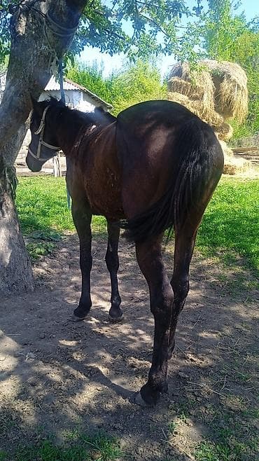 Продаю | Жеребец | Полукровка | Рабочий