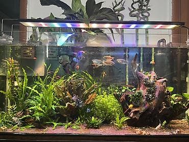 Аквариумный комплект для акваскейпа и тропических рыб - Стеклянный