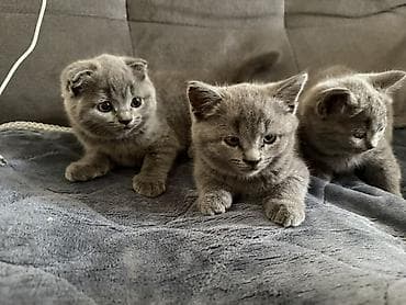 сфинкс кот: Скотиш Фолд (Шотландская вислоухая), 2 месяца, Девочка, Голубой, Приучена к лотку — 5