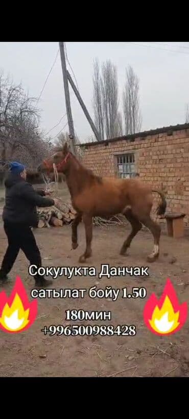 жеребчик: Продаю | Жеребец | Дончак | Рабочий — 4