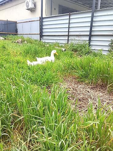 голуби голубей птицы: Домашние утки белой породы (2 головы) - Окрас: белый, клюв и лапы — 4