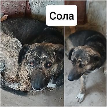 Ит бекер берем: Ищу новых хозяев для своих собак!БИШКЕК, район Рабочего Городка (ниже — 6