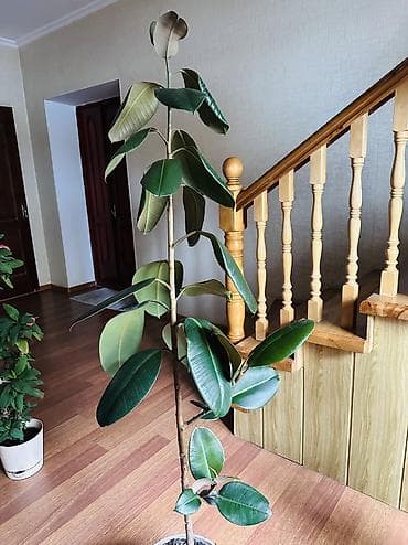 каучуконосный фикус: Фикус эластика (Ficus elastica, каучуконосный) в напольном горшке. - — 1