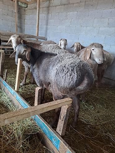 матка пчел: Продаю | Овца (самка) | Для разведения | Племенные — 2