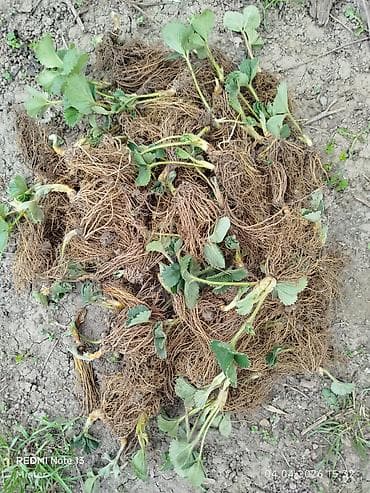 пчёл пчел: Рассада земляники садовой (клубники), выкопанная с открытой корневой — 2