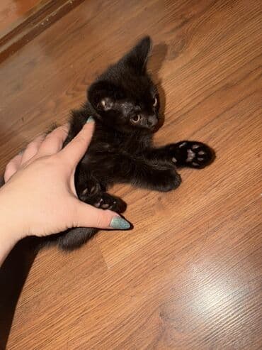 Продажа кошек: Котята домашние, помёт из одного гнезда. Мама чистая шатландка папа к — 4