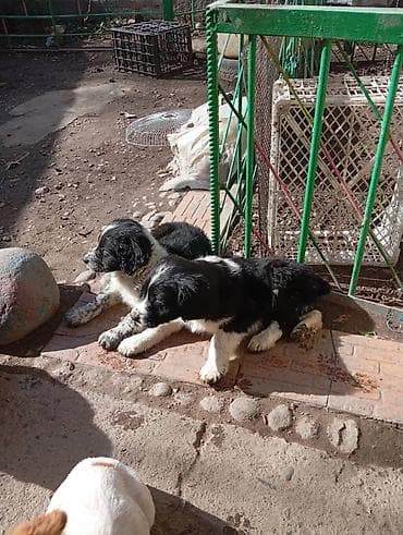 german shepherd: Отдам кутят в добрые руки. Мама-спаниель.Отец Дворняжка — 2