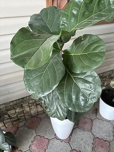 лировидный фикус: Фикус лирата (Ficus lyrata) в декоративном белом кашпо. - Крупные — 1