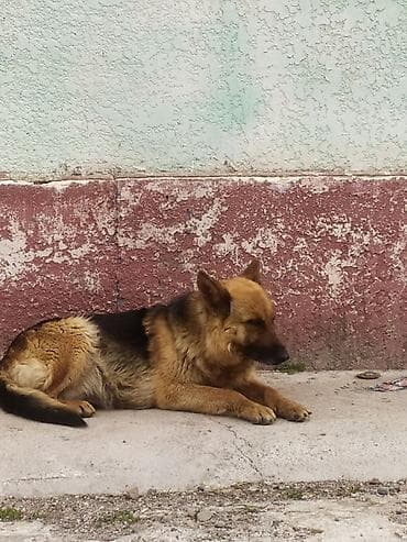 купить собаку доберман в бишкеке: Немецкая овчарка, классический окрас (рыжий с чёрным седлом) — 4