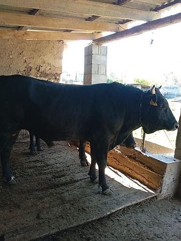 прост ат: Продаю | Бык (самец) | На откорм | Привязанные — 2