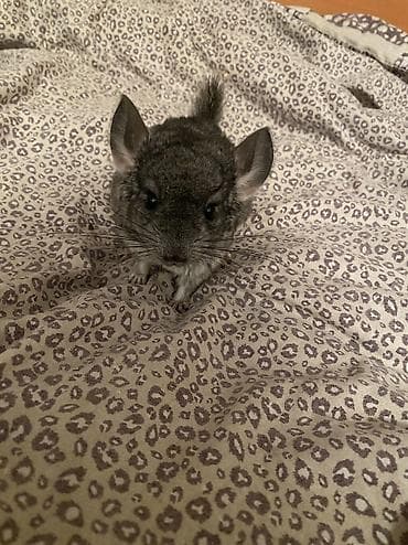 тез арада: СРОЧНО ПРОДАЮ ШИНШИЛЛУ МАЛЬЧИК 1 мальчик Дата рождения 15.01.2026 — 1