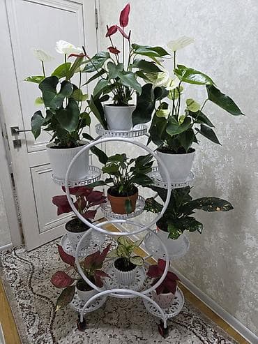 цветы бабочка: Композиция из суккулентов и кактусов в декоративном кашпо - Живые — 3