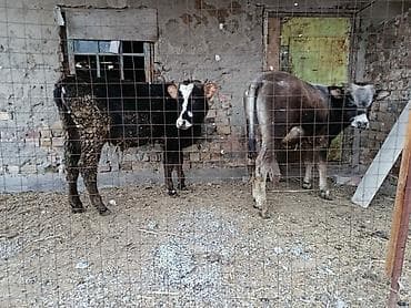 ангус корова: Продаю | Бык (самец) | Алатауская | На откорм | Привязанные — 1