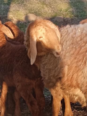 Продаю | Коза (самка) | Для разведения | Племенные