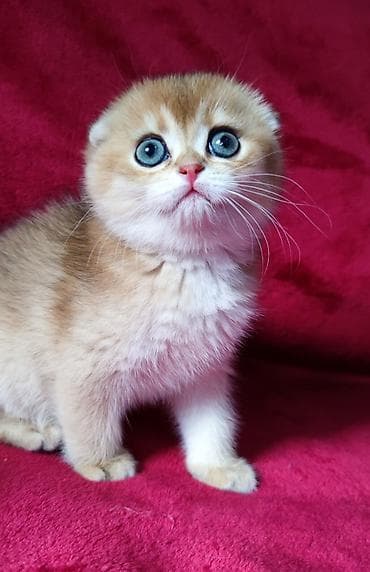 ориентальная длинношерстная кошка: Скотиш Фолд (Шотландская вислоухая), 2 месяца, Мальчик, Золотая шиншилла — 3