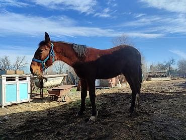 ургачы тайлар: Продаю | Кобыла (самка), Жеребенок | Для разведения — 7