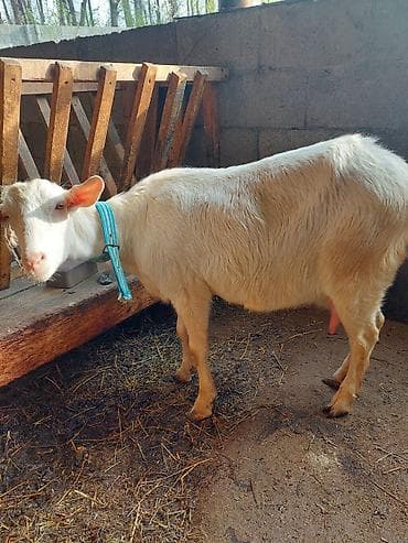 ветеринар чолпон ата: Сатам | Эчки (ургаачы) | Заанен | Сүт алуу үчүн — 1