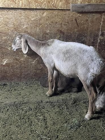 матка с ягненкам: Продаю | Овца (самка) | Арашан | На забой, Для разведения | Племенные, Матка, Ягнившаяся — 2