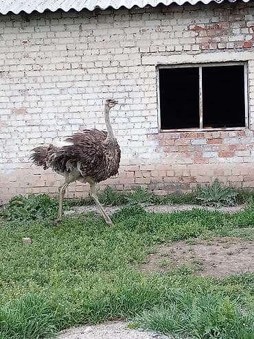 инкубационный яйцо бройлера: Страус африканский (хамара) для разведения/декоративного содержания — 3