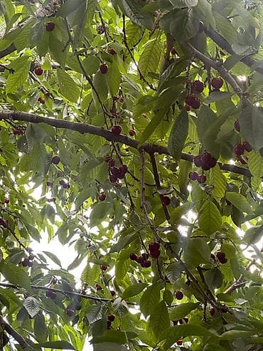 вишня ягода: 🍒 Продаётся крупная, качественная черешня! ✔️ Очень большие плоды — 4