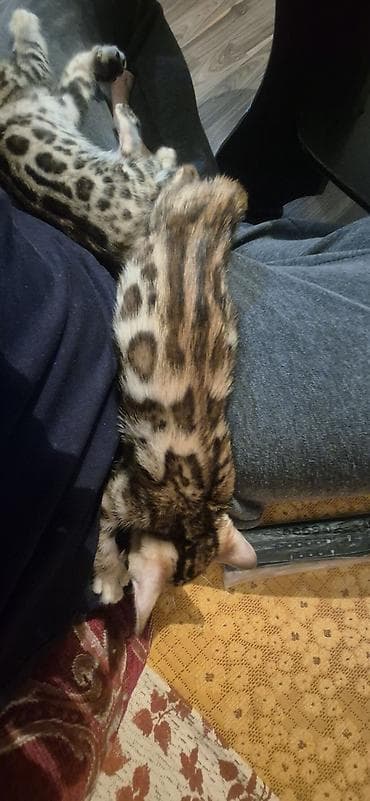 балинезийская кошка цена: Бенгальская, 1 месяц, Девочка — 8