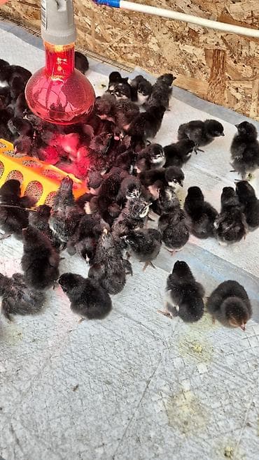 Продаю | Куры | Несушки