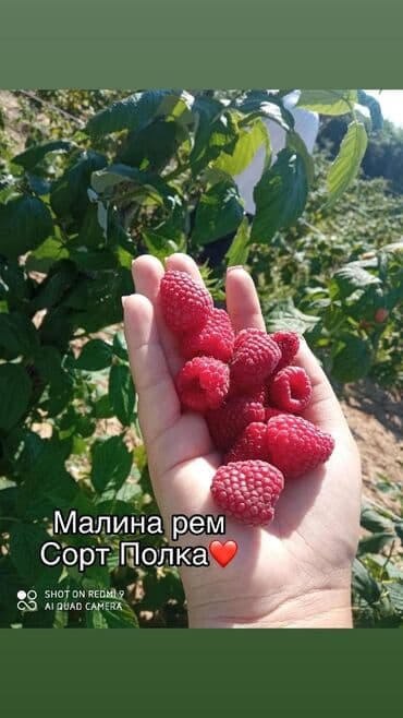 садовый стол и стулья: Рассада : Ежемалина, Самовывоз — 5