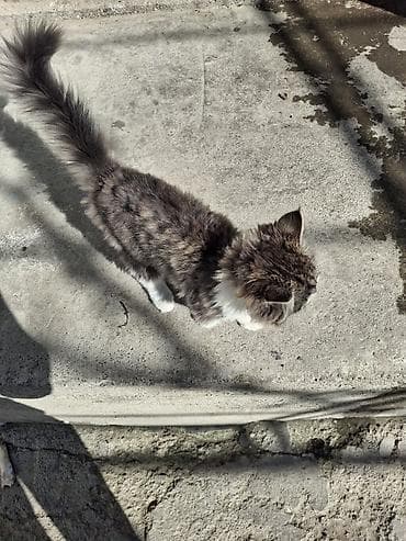 экзотическая короткошёрстная кошка: Пушистый котёнок, полудлинношёрстный, окраса серый табби с белыми — 3