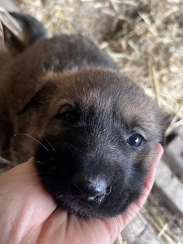 бишкек собака: 2 айлык, Эркек — 3