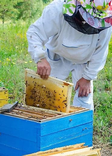 Дом и сад: Высококачественный мёд из Кыргызстана — мёд высшей пробы - Натуральный — 3