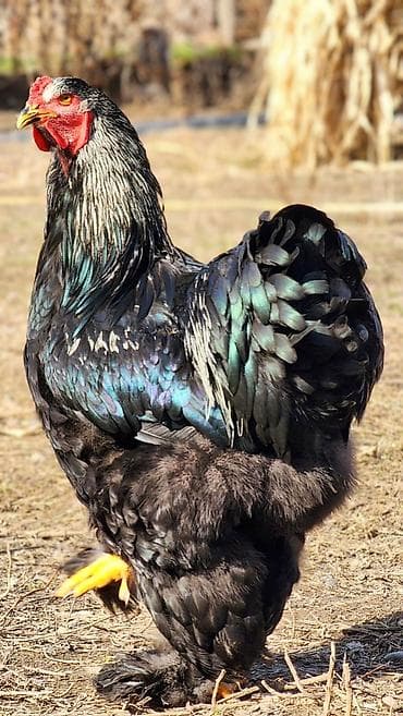на племя: Продаю | Петух | Брама | Для разведения — 4
