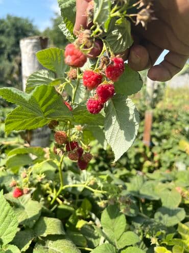 ташкентский плов бишкек доставка: Малина В розницу, Бесплатная доставка — 6