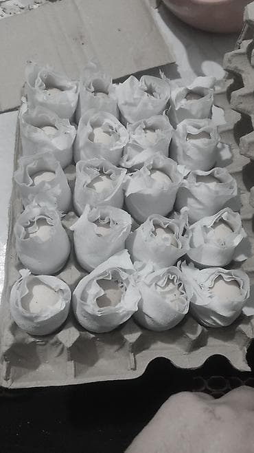 собака хаски купить: Продаю | Петух | Для разведения — 7