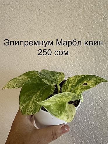 фикус чёрный принц: Комнатные растения в горшках: - Эпипремнум Marble Queen — пестрые — 1